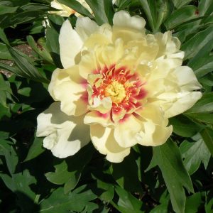 Paeonia  Pastel Splendour