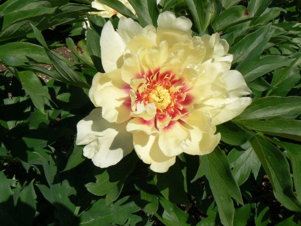 Paeonia  Pastel Splendour