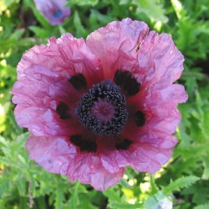 Papaver Patty's Plume