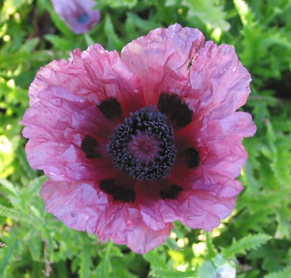 Papaver Patty's Plume
