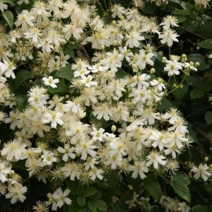 Clematis Paul Fargas(Summersnow)