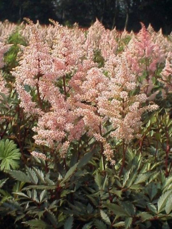 Astilbe Peach Blossom