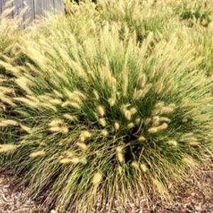 Pennisetum
