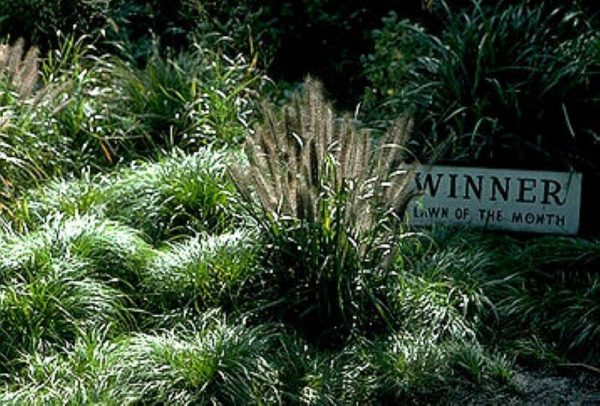 Pennisetum alopecuroides Moudry