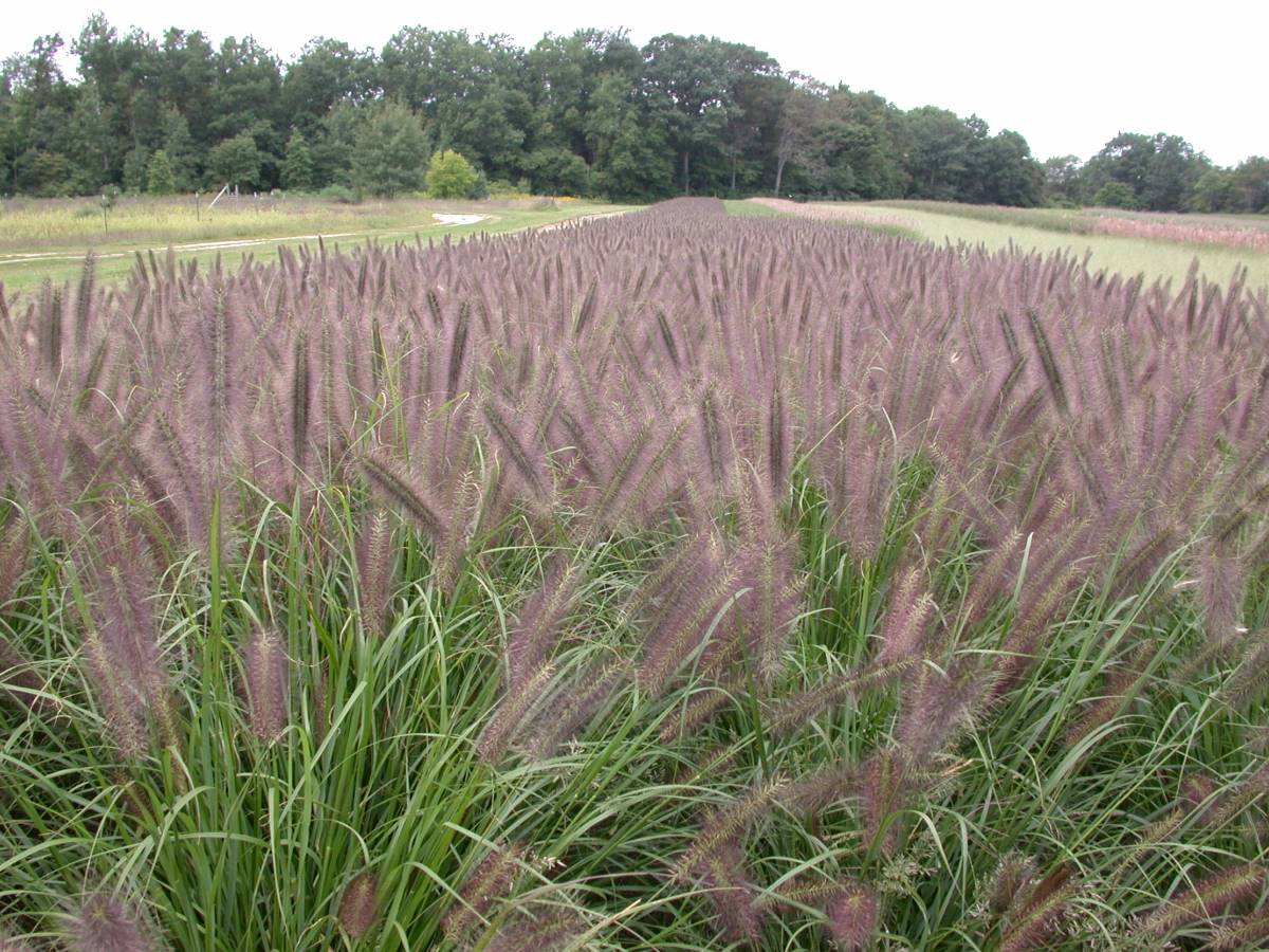 Pennisetum Redhead | Verschoor Horticulture