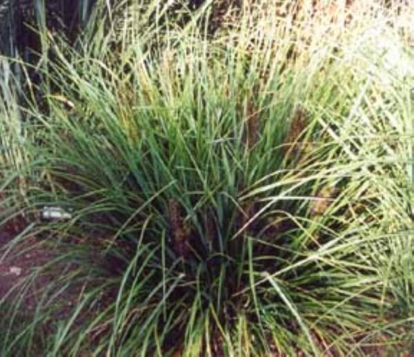 Pennisetum Viridescens