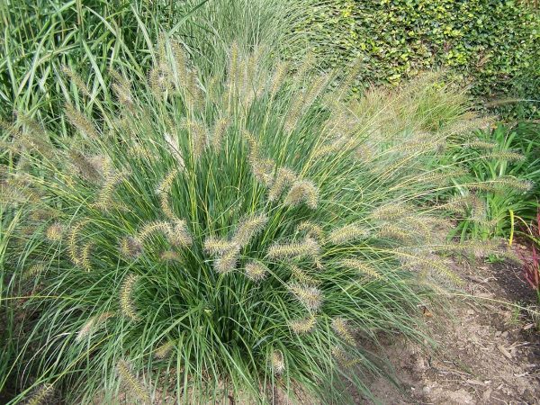 Pennisetum alopecuroides Gelbstiel