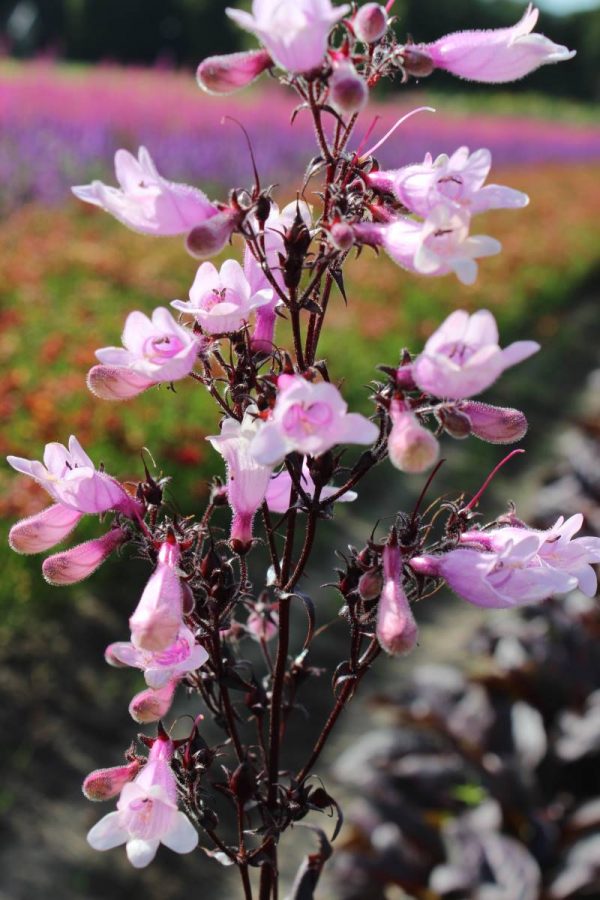 Penstemon Dark Towers®