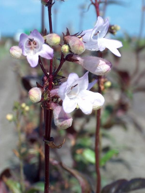 Penstemon Husker's Red