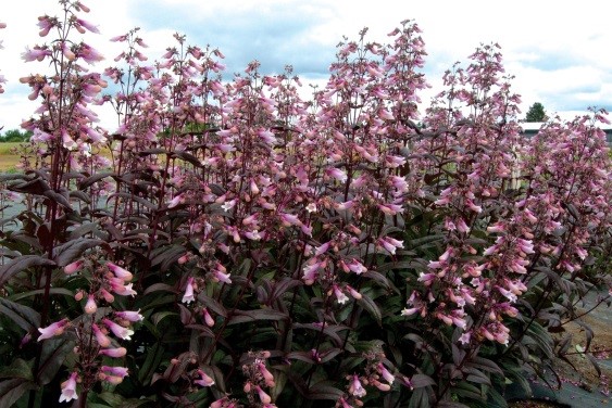 Penstemon ‘Dark Towers’®