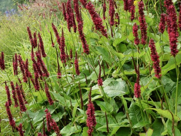 Persicaria amplex. Blackfield®