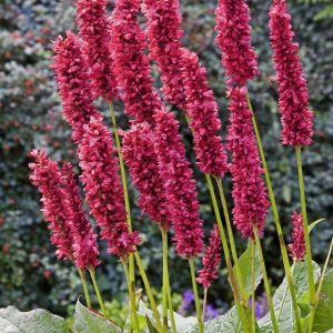 Persicaria