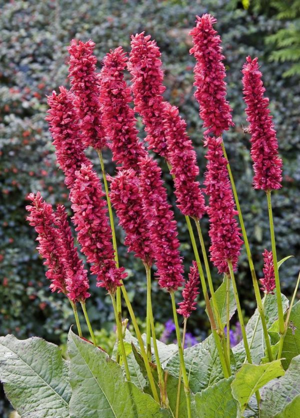 Persicaria amplex. Fat Domino