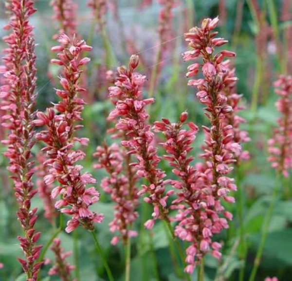 Persicaria amplex. Orange Field®