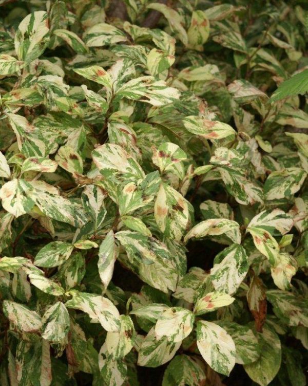 Persicaria filiformis Painter's Palette