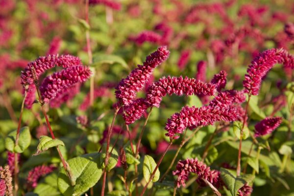 Persicaria amplexicaulis Pendula