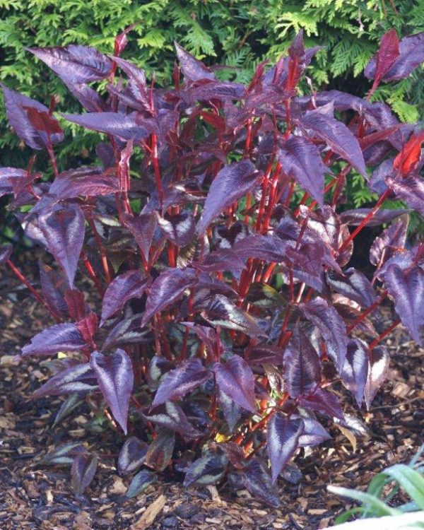 Persicaria microcephala Red Dragon
