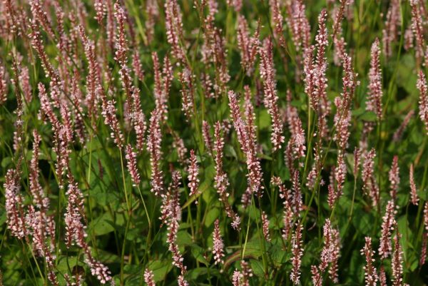 Persicaria amplex. Rosea
