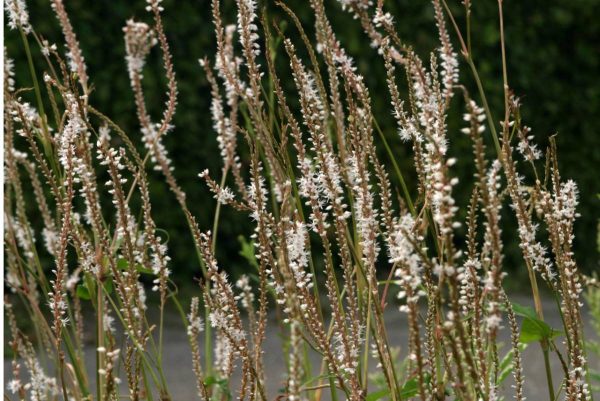 Persicaria amplex. Alba