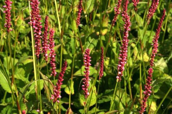 Persicaria amplex. Summerdance