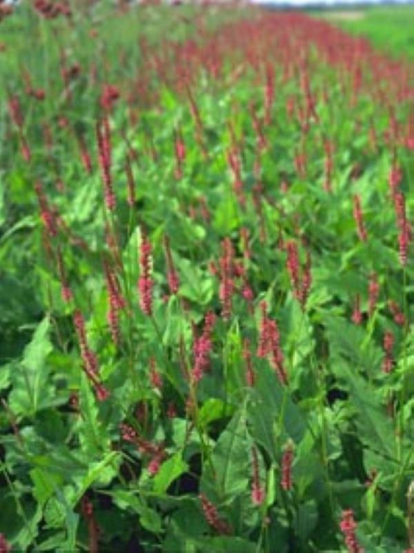 Persicaria amplex. Speciosa(Firetail)