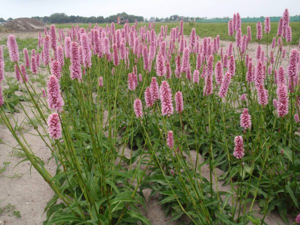 Persicaria bistorta Hohe Tatra