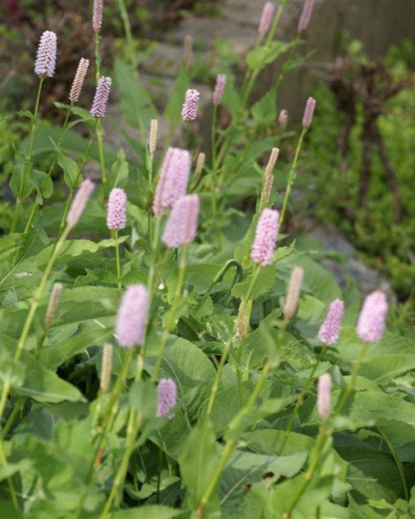 Persicaria bistorta Superba