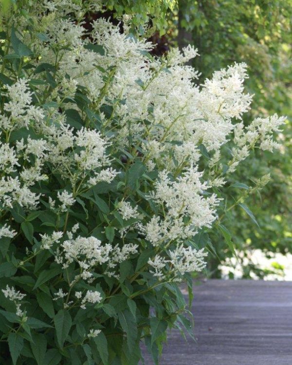 Persicaria polymorpha