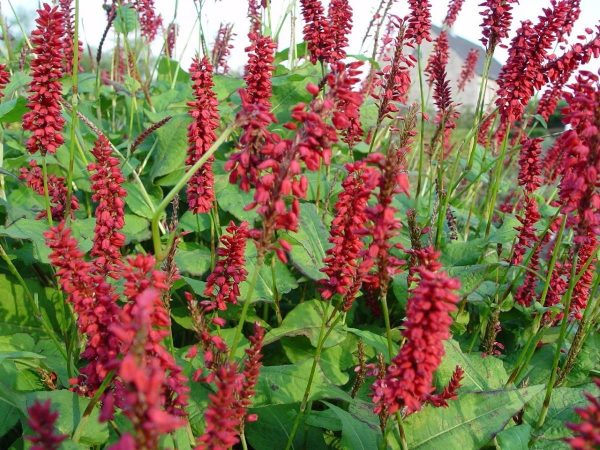 Persicaria amplexicaulis J.S. Caliente