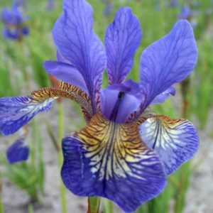 Iris sibirica Persimmon