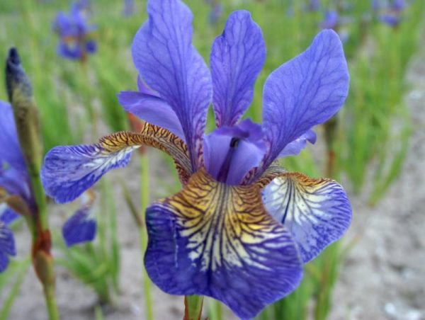 Iris sibirica Persimmon