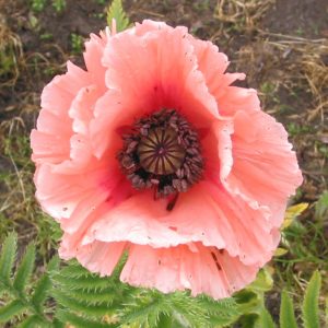 Papaver Petticoat