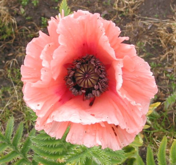 Papaver Petticoat