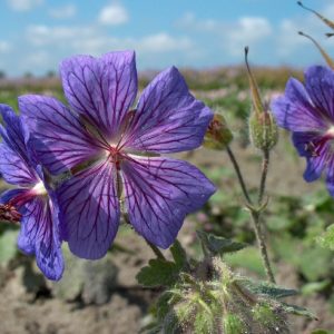Geranium Philippe Vapelle