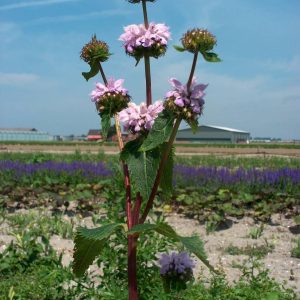 Phlomis