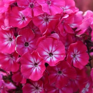 Phlox pan, Alexandra