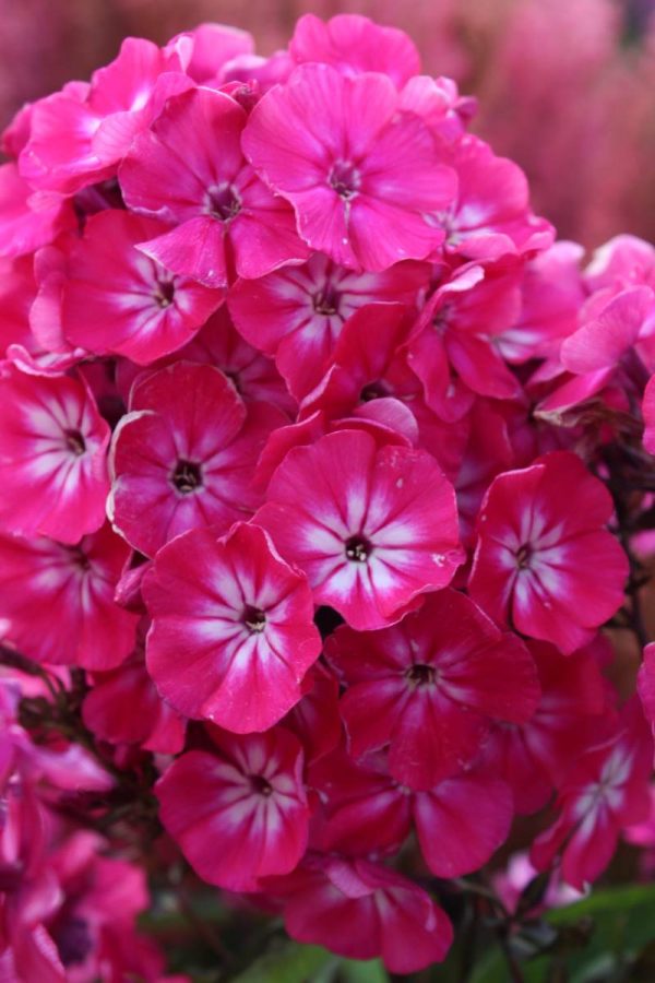 Phlox pan, Alexandra