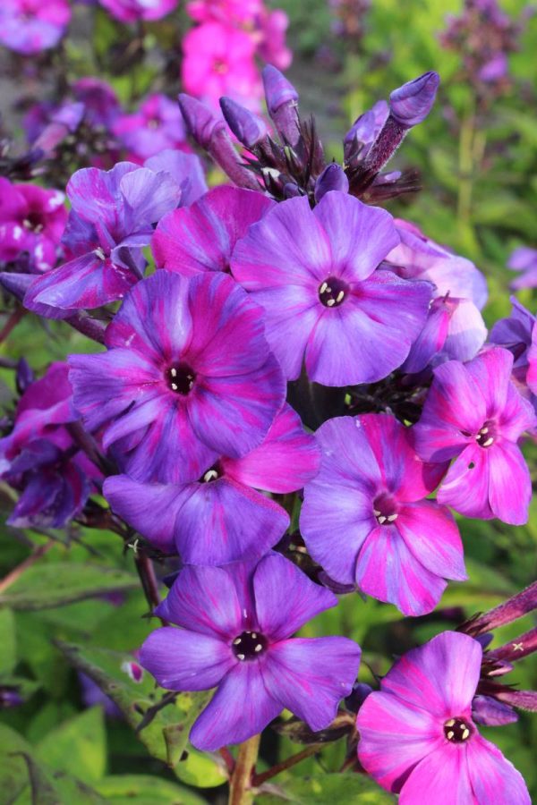 Phlox pan,Autumn Joy