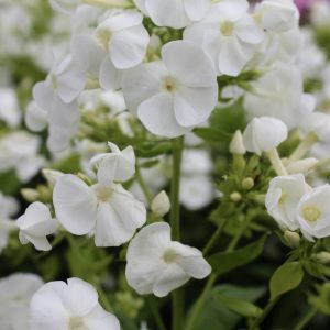 Phlox pan, Daniëlle