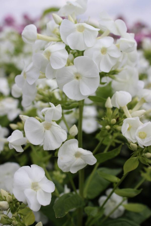 Phlox pan, Daniëlle