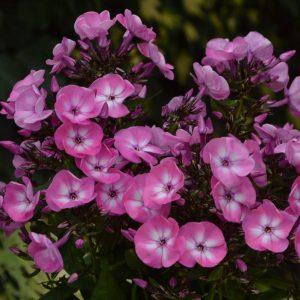 Phlox paniculata Evi