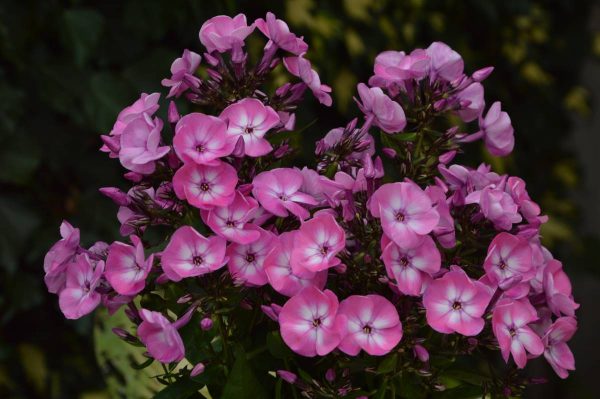 Phlox paniculata Evi