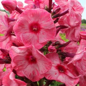 Phlox pan, Fairytale of the Ural