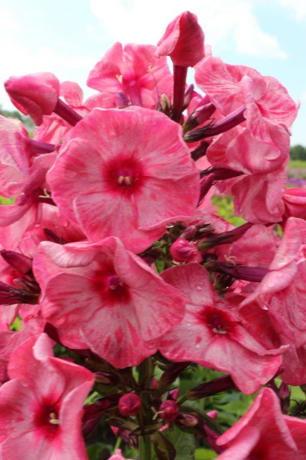 Phlox pan, Fairytale of the Ural