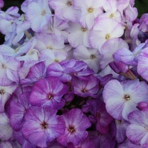 Phlox pan,Freckle® Blue Shades