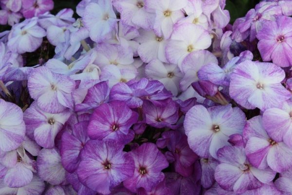 Phlox pan,Freckle® Blue Shades