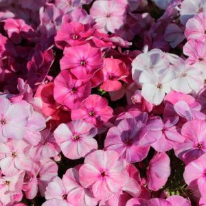 Phlox pan,Freckle® Pink Shades