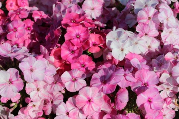Phlox pan,Freckle® Pink Shades