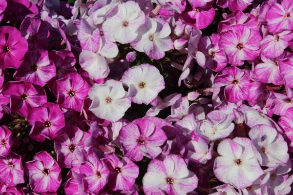 Phlox paniculata Freckle® Purple Shades