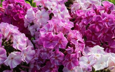 Phlox paniculata Freckle Series